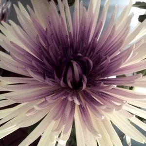 Meet your Posher, Montana